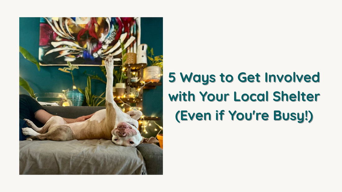 5 Ways to Get Involved with Your Local Shelter (Even if You're Busy!)
