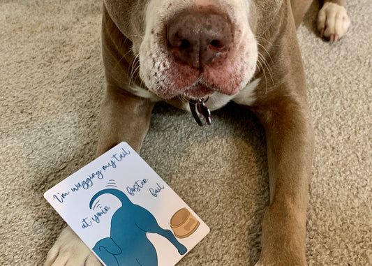 Fostering Animals: The Benefits for You and Your Furry Friend | Soul Feat
