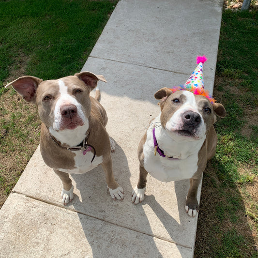 Adopting or Fostering? Follow the 3-3-3 Rule for Pawsome Success!