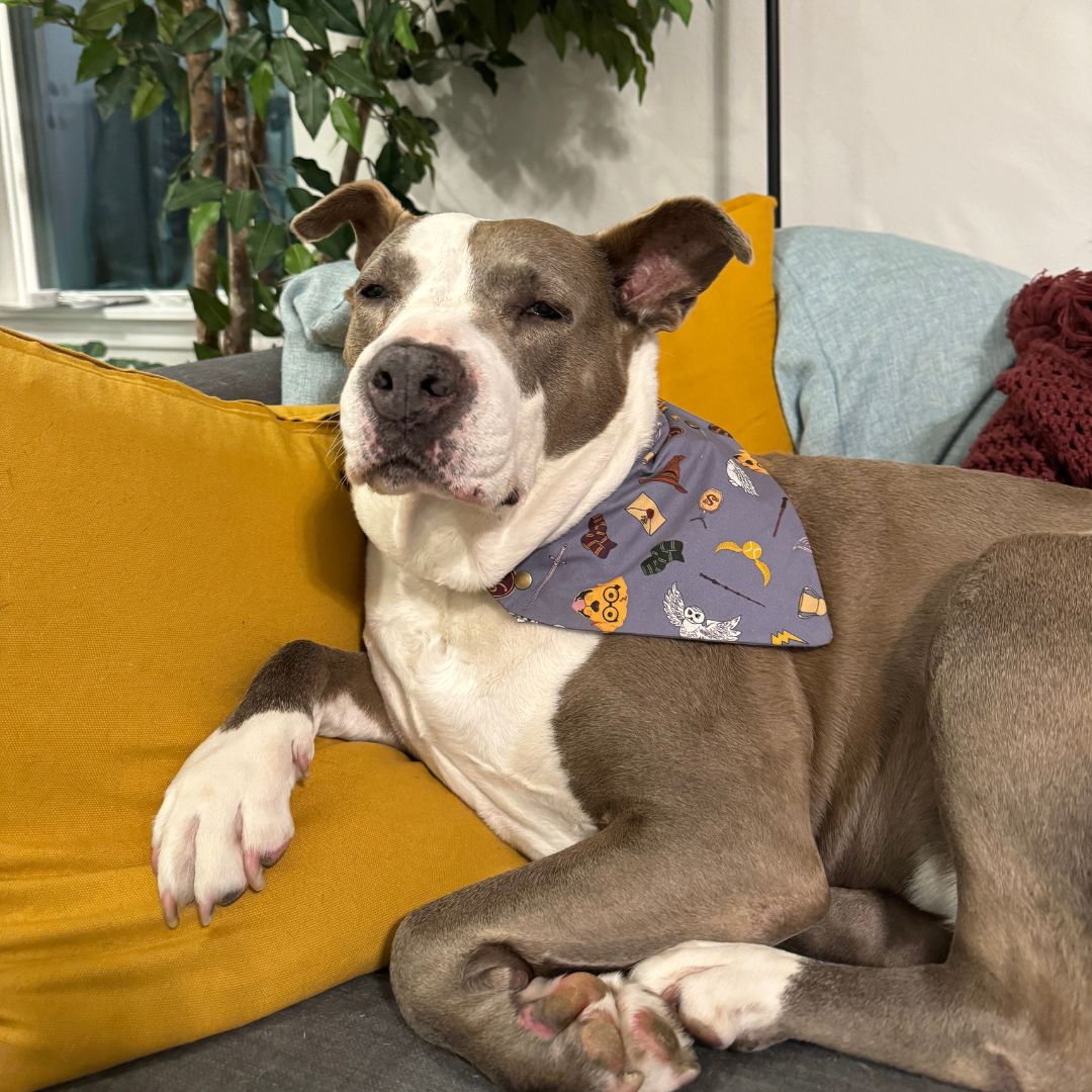 Pawgwarts: Magical Mascots Bandana - Pre Order