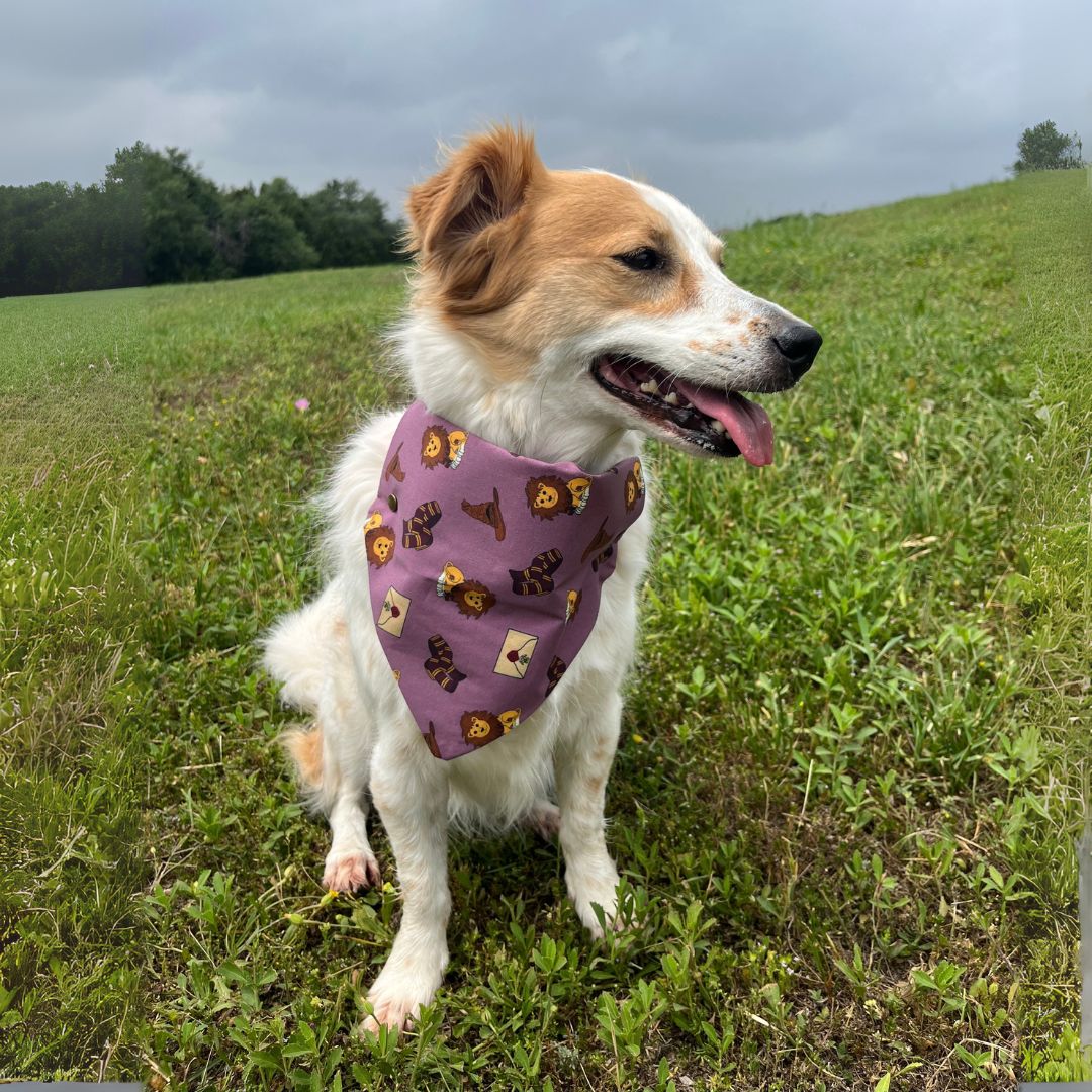Pawgwarts: Magical Mascots Bandana - Pre Order