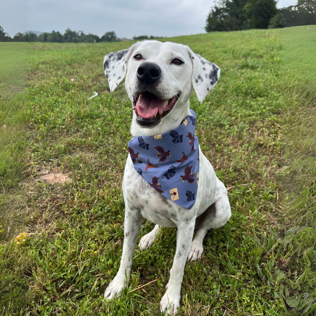 Pawgwarts: Magical Mascots Bandana - Pre Order