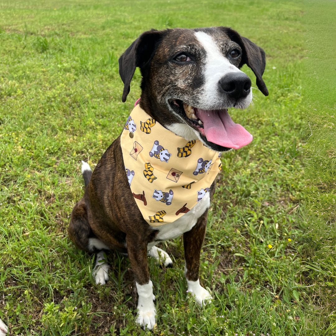 Pawgwarts: Magical Mascots Bandana - Pre Order