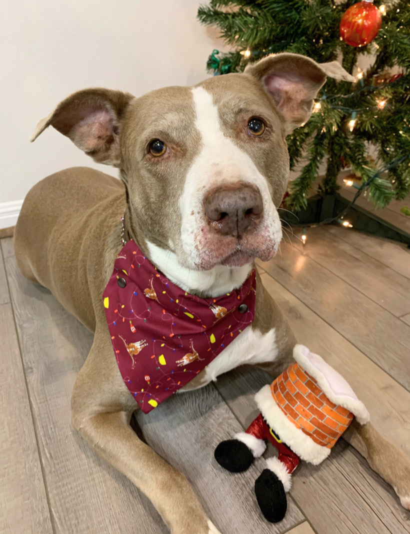 Holiday bandana top