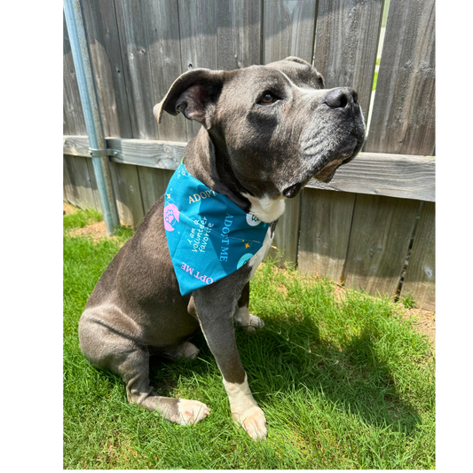 Volunteer Favorite Pet Bandana