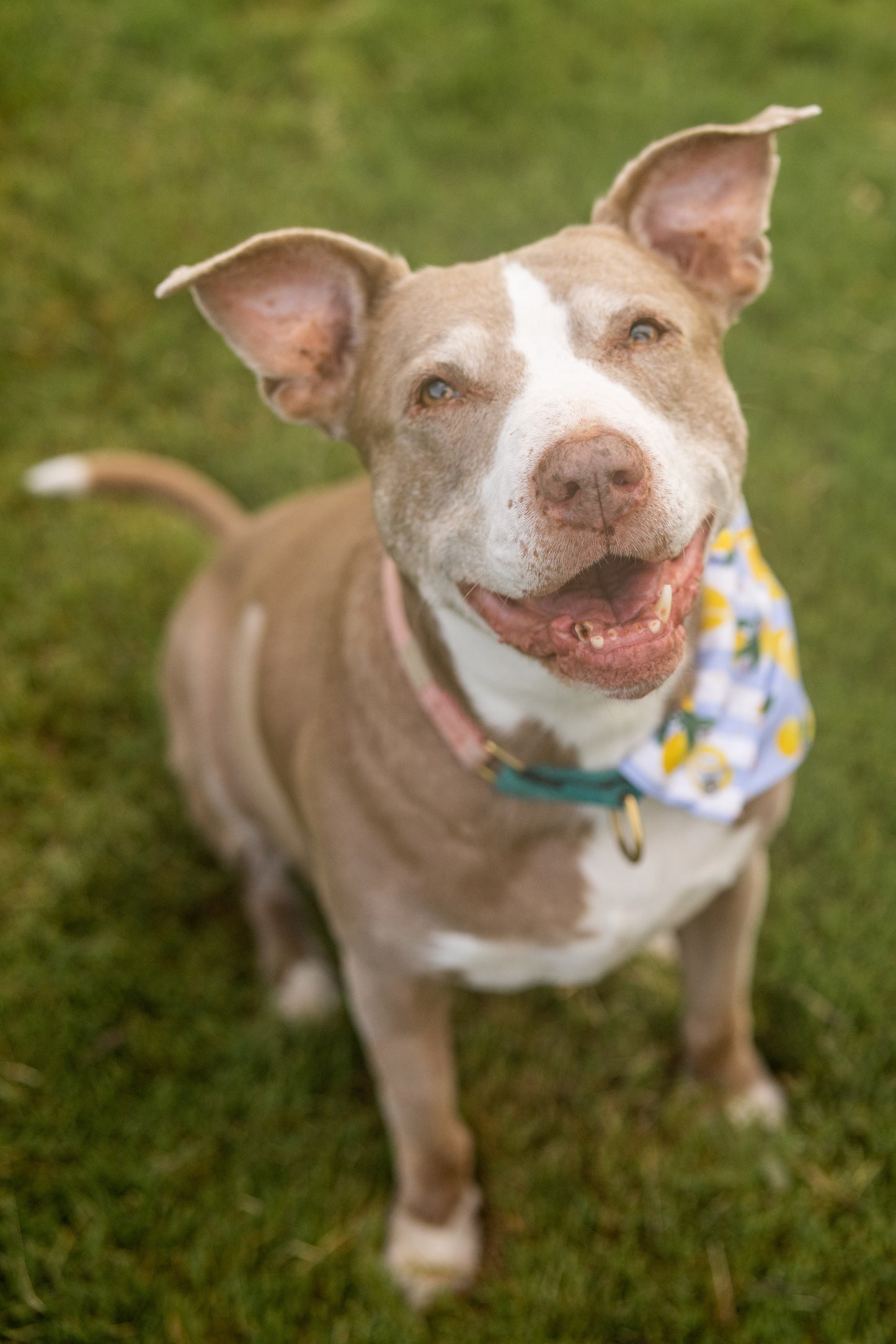 Tudo Beleza Lemon Pet Bandana - Stripped