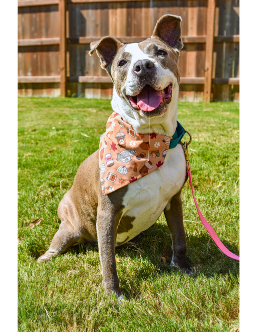 Basic B Pet Bandanas - PSL Pink