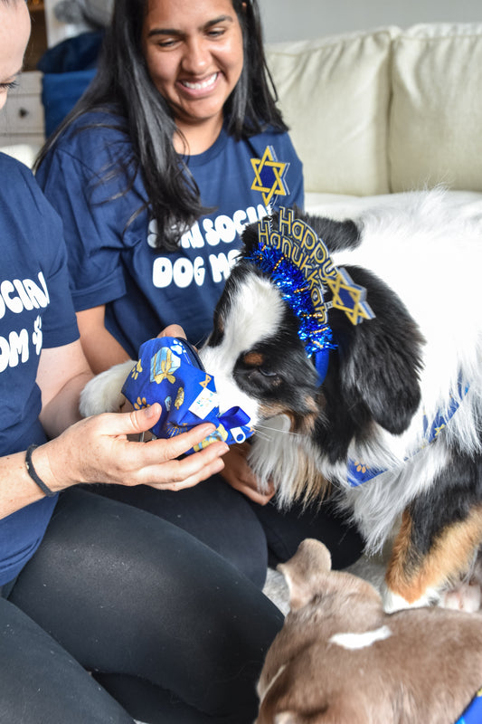 henry celebrating pawnukkah by sneaking some treats out of his cute holiday themed treat pouch with a food safe lining to keep his treats safe and fresh!