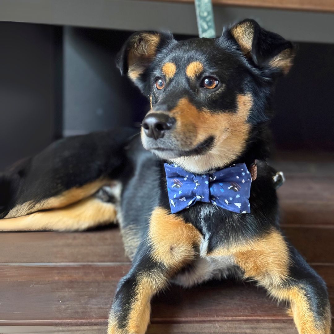 Pawliday Bows - Sailor and Regular
