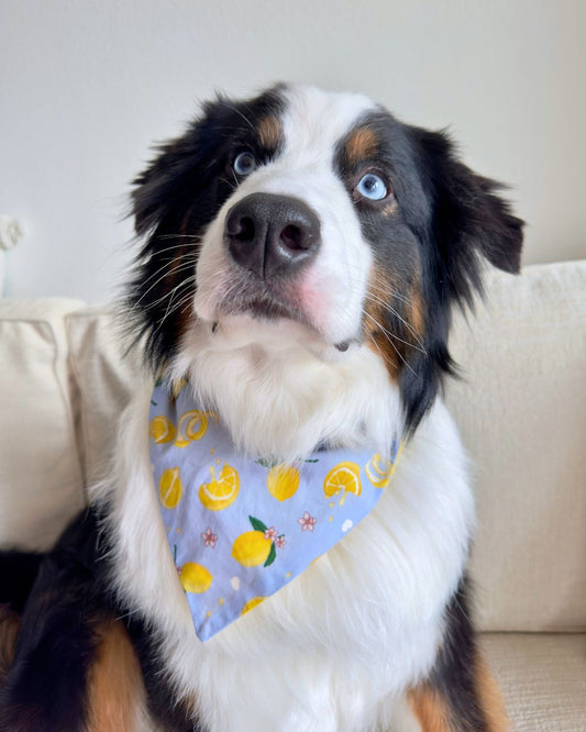 Tudo Beleza Lemon Pet Bandana - Blue