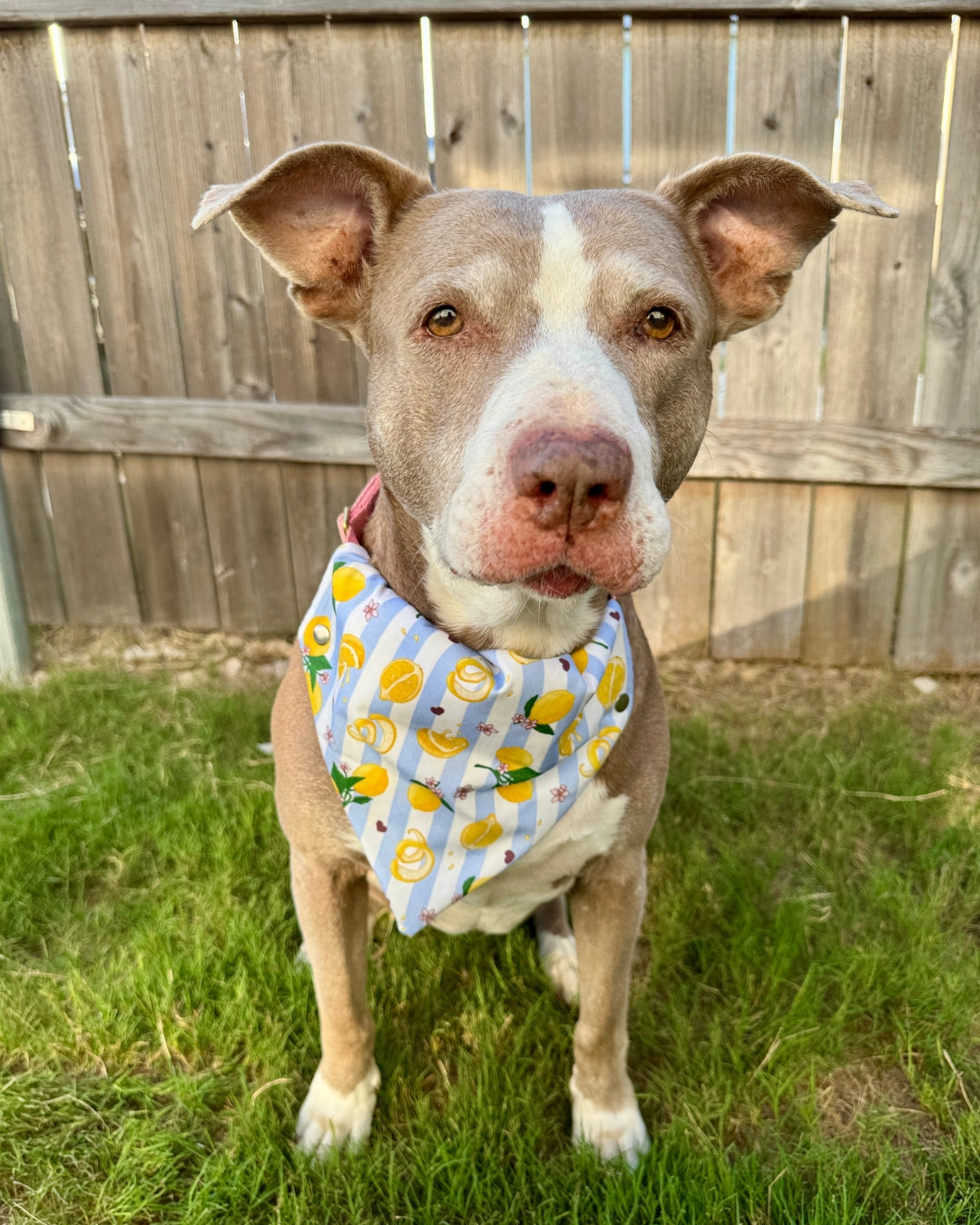 Tudo Beleza Lemon Pet Bandana - Stripped