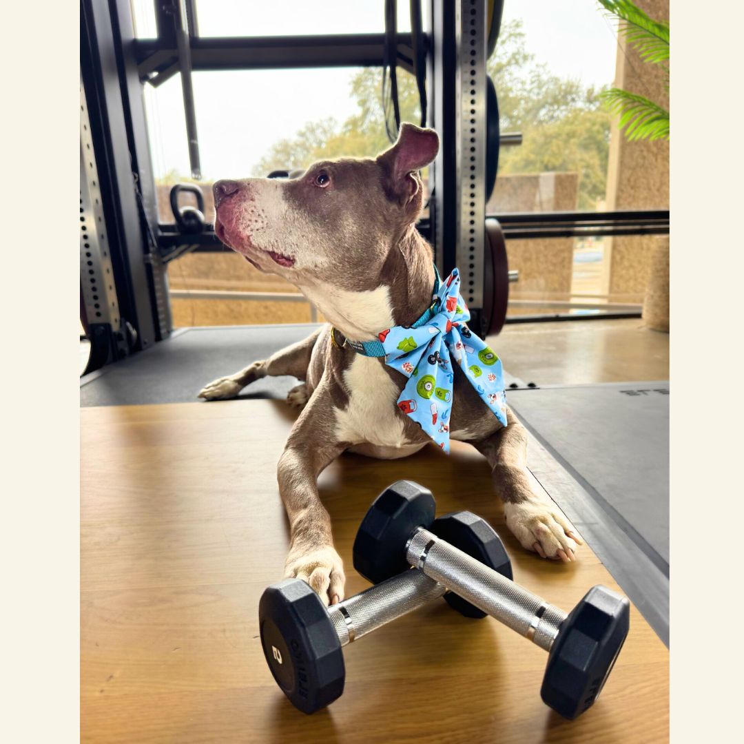 Sweat For Shelter pets - Sailor and Regular