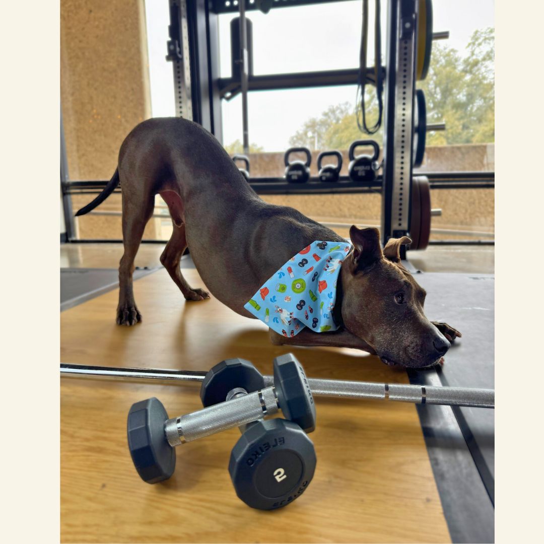 Sweat For Shelter Pets - Pet Bandanas