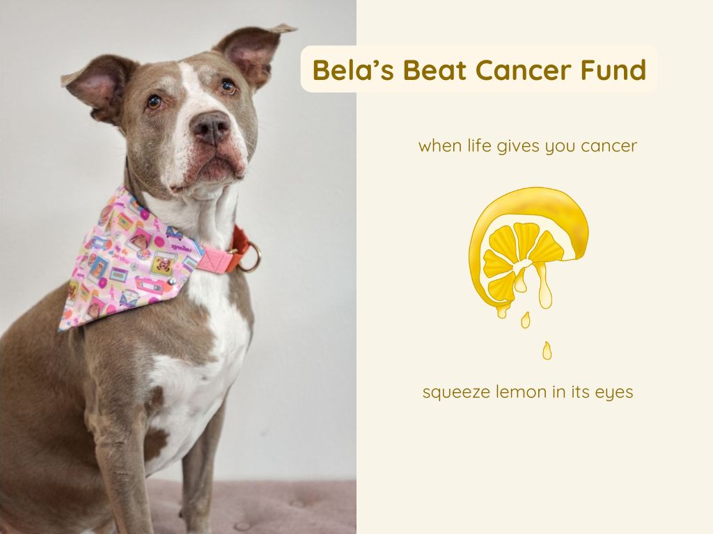 Bela's Beat Cancer Fundraiser