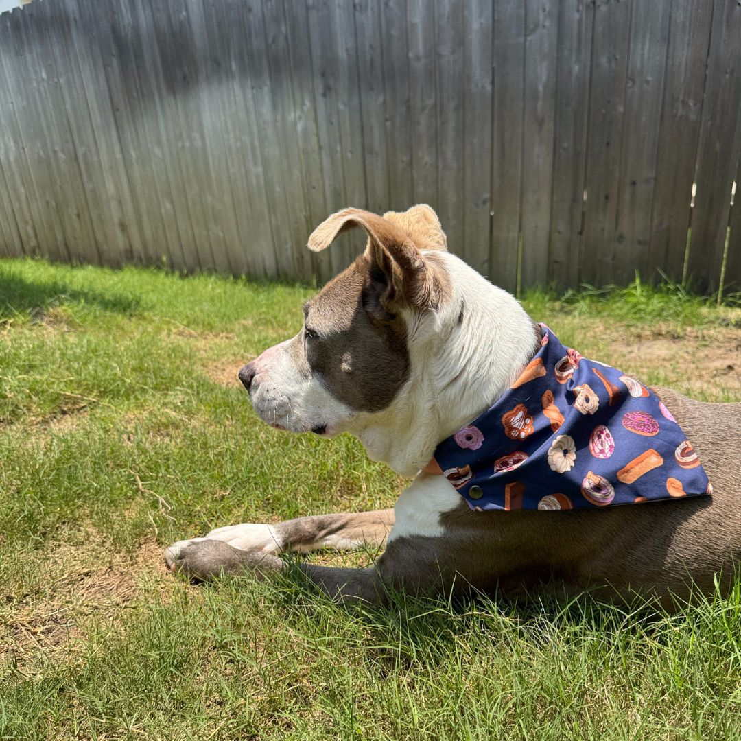 Bougie Donut Bites Bandana
