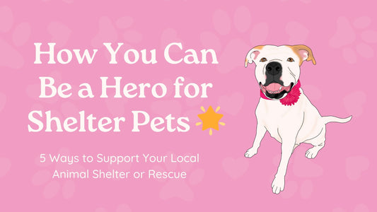 5 Ways to Support Your Local Animal Shelter or Rescue