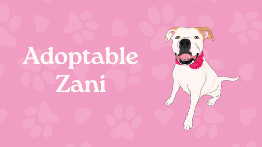 Zani: A Pawsitively Perfect Companion Looking for a Furever Hooman!