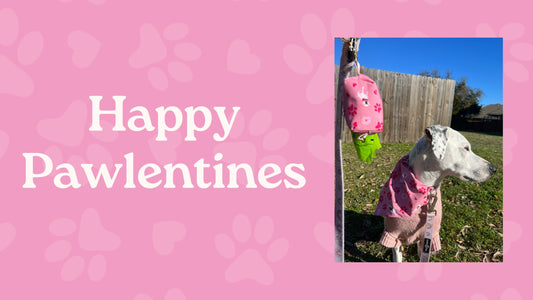 5 Things To Do On Valentines Day If You're Obsessed With Your Pet - Pawlentines Day