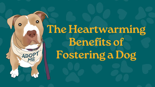 The Heartwarming Benefits of Fostering a Dog