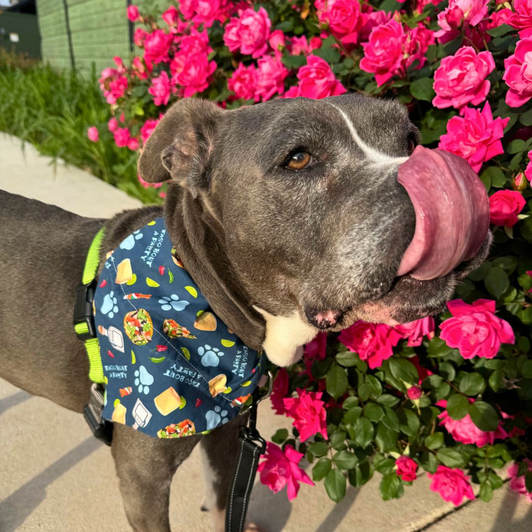 Pet Bandanas