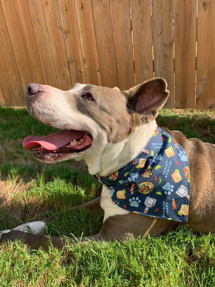 Holiday Pet Bandana | Pet Obsessed People