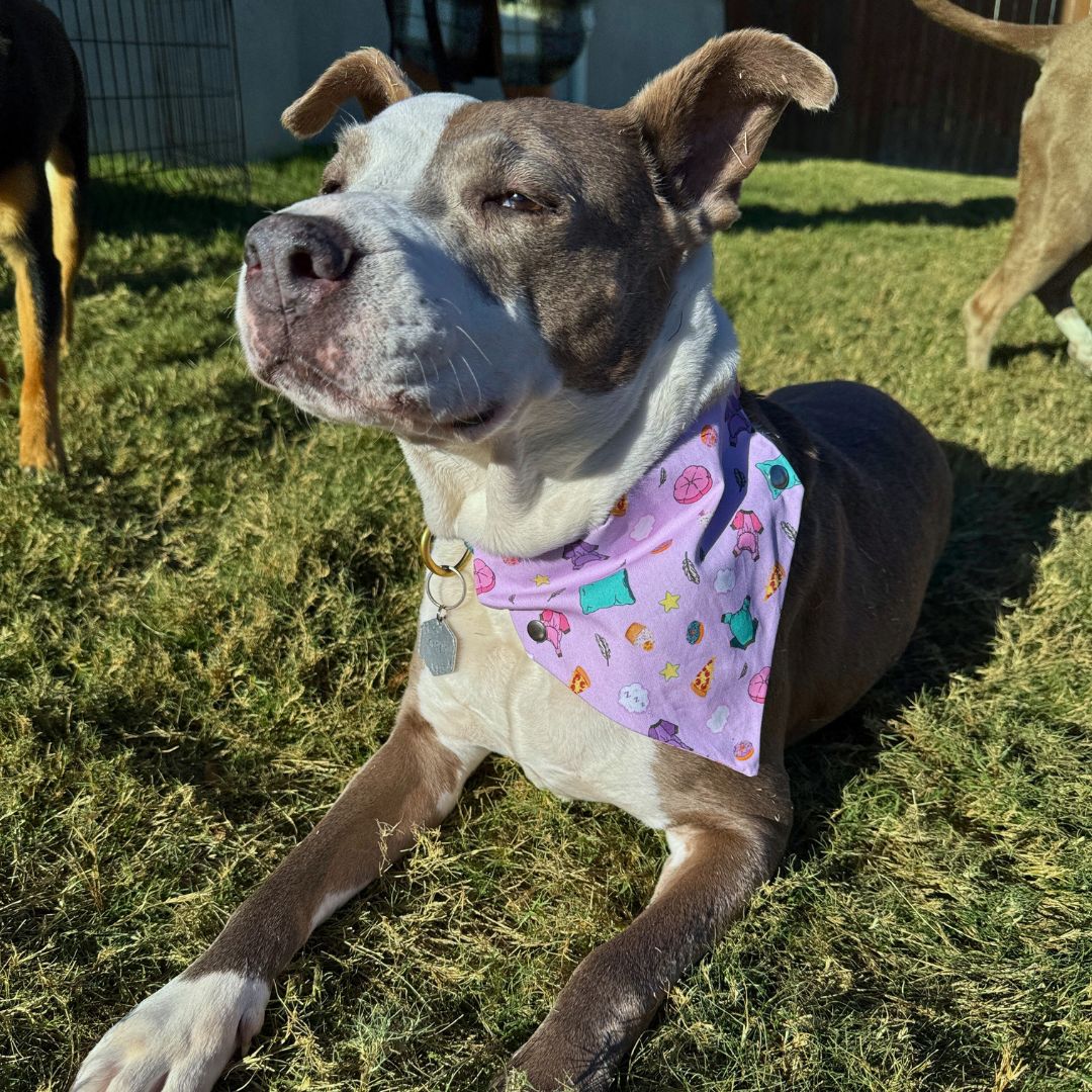 Pajama Pawty Bandana