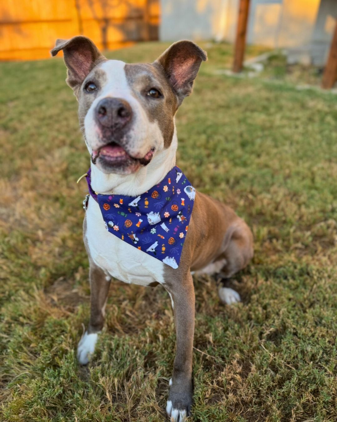 Howl-loween Bandana