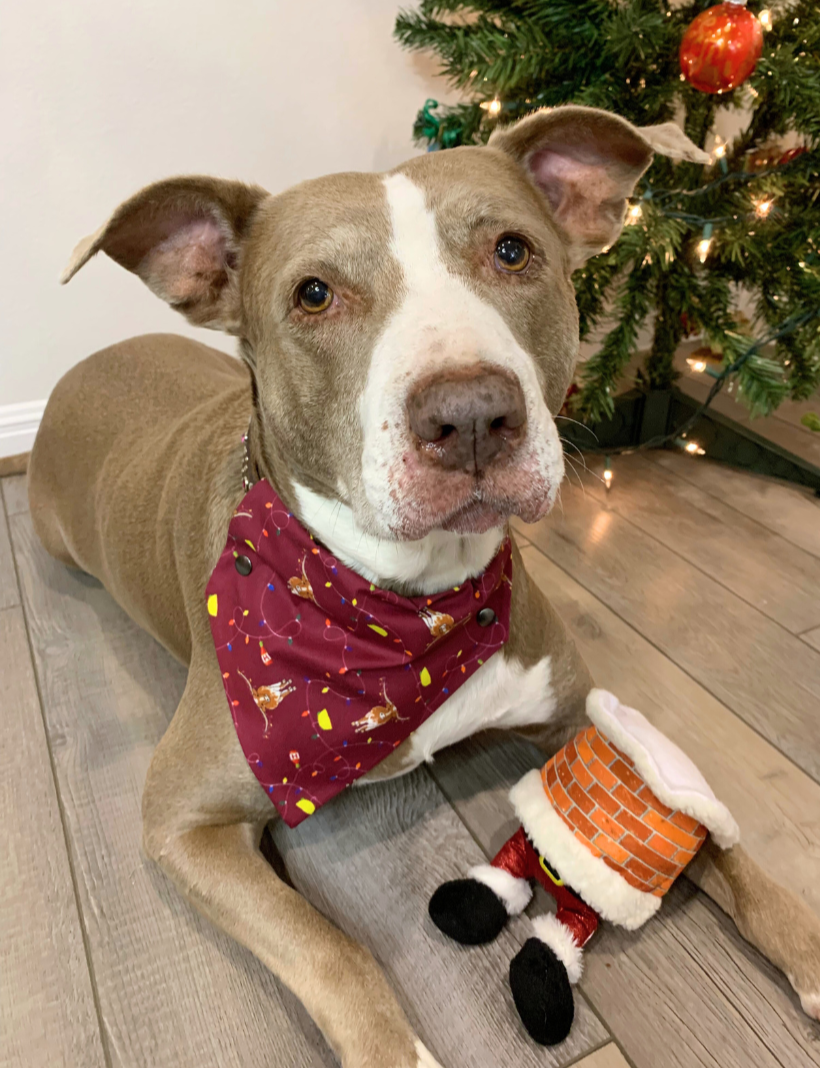 Hooked On The Holiday Pet Bandana | Pet Obsessed Peopel