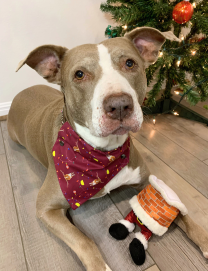 Hooked On The Holiday Pet Bandana | Pet Obsessed Peopel