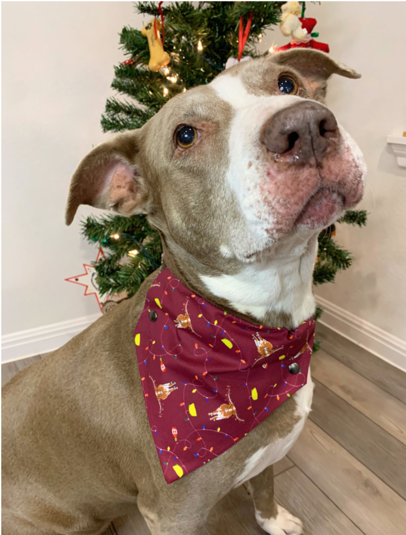 Hooked On The Holiday Pet Bandana | Pet Obsessed Peopel
