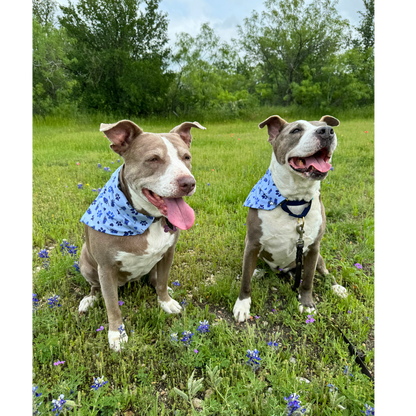 Pawstin, Texas - Pet Bandanas