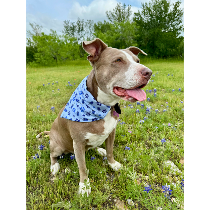 Pawstin, Texas - Pet Bandanas