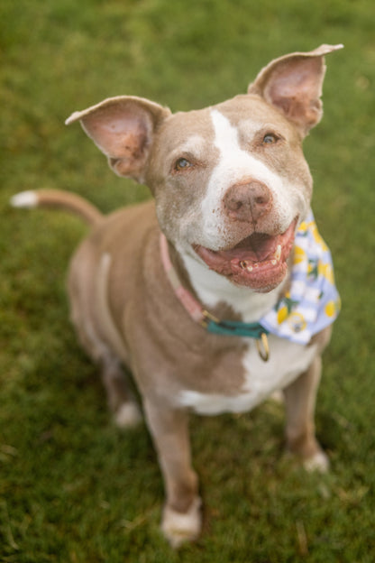 Tudo Beleza Lemon Pet Bandana - Stripped