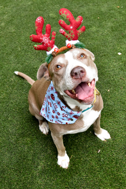 Feliz Navidog Pet Bandanas