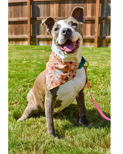 Basic B Pet Bandanas