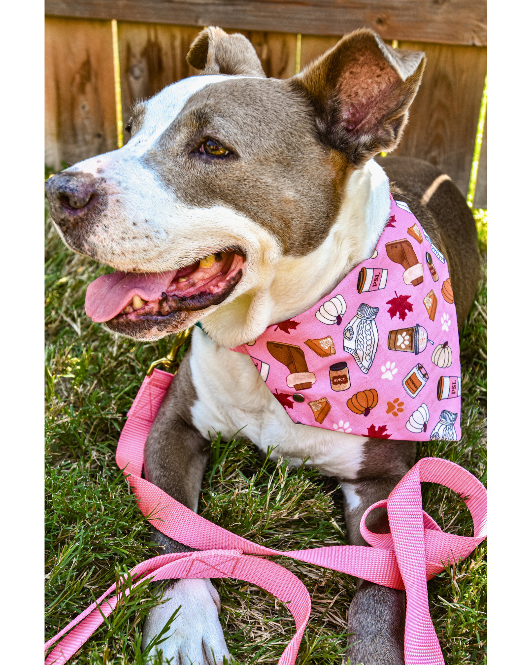 Basic B Pet Bandanas