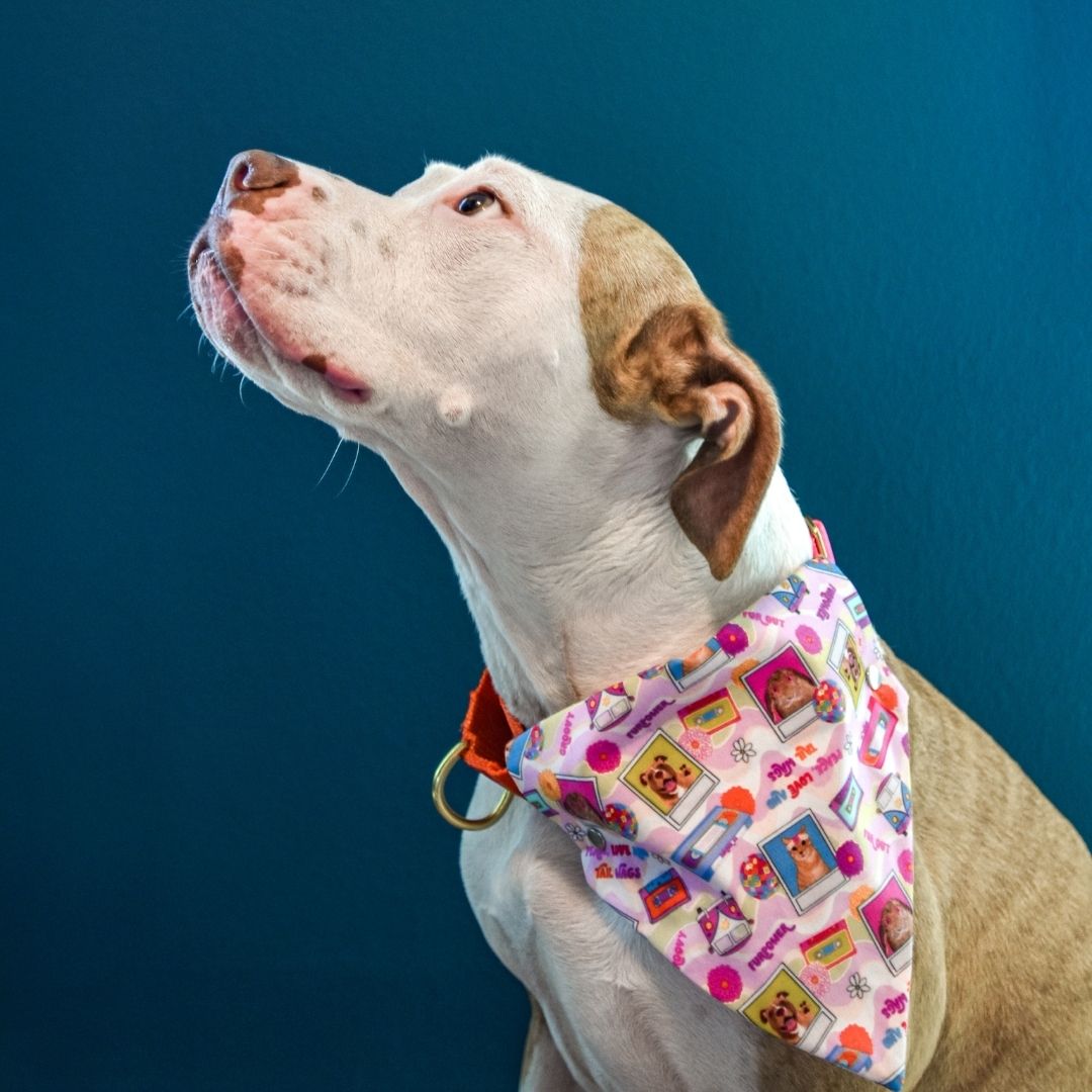 Groovy 'n Furout Pet Bandanas