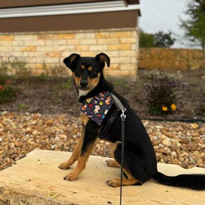 It's a Pawty - Fiesta Bandanas - Slip on and Snap-able Pet Bandanas