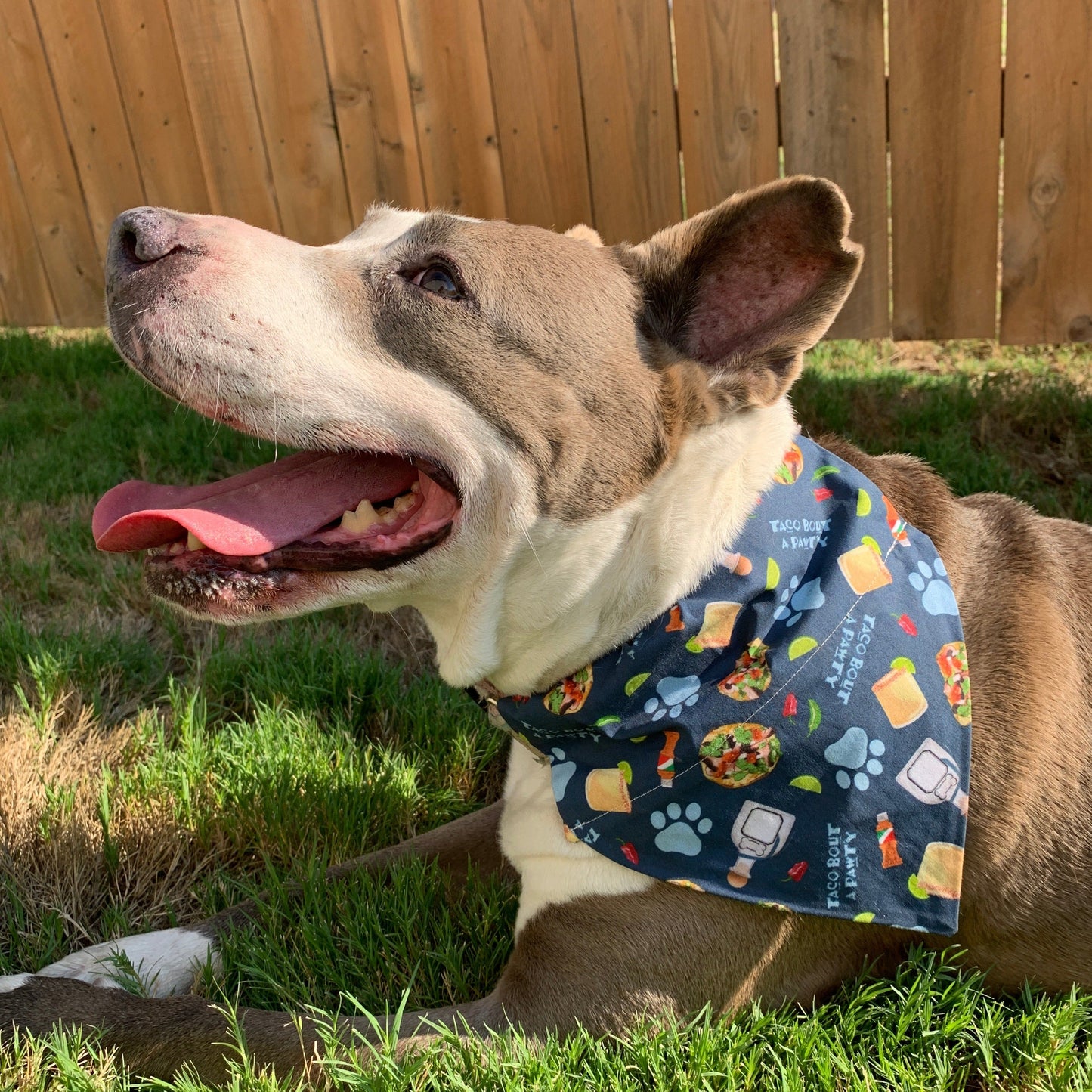 Taco Bout A Pawty - Slip on and Snap-able Pet Bandanas