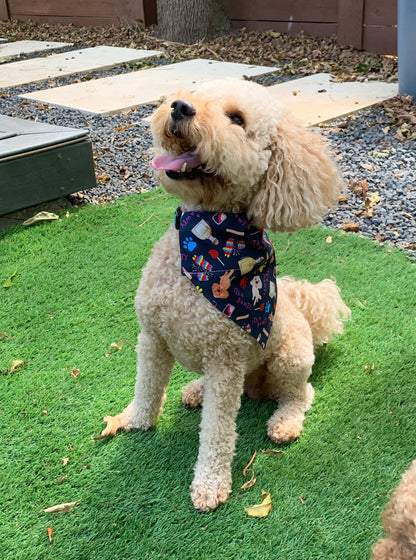 It's a Pawty - Fiesta Bandanas - Slip on and Snap-able Pet Bandanas