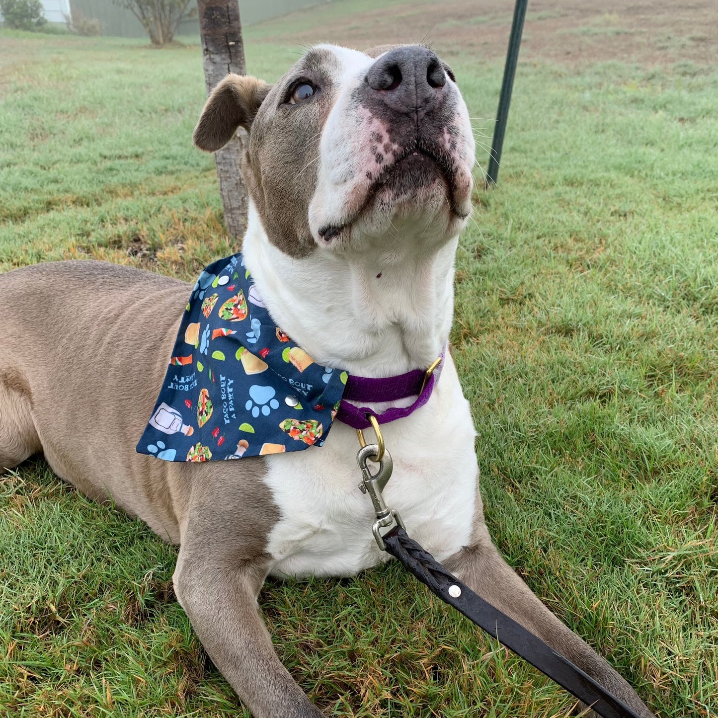 Taco Bout A Pawty - Slip on and Snap-able Pet Bandanas