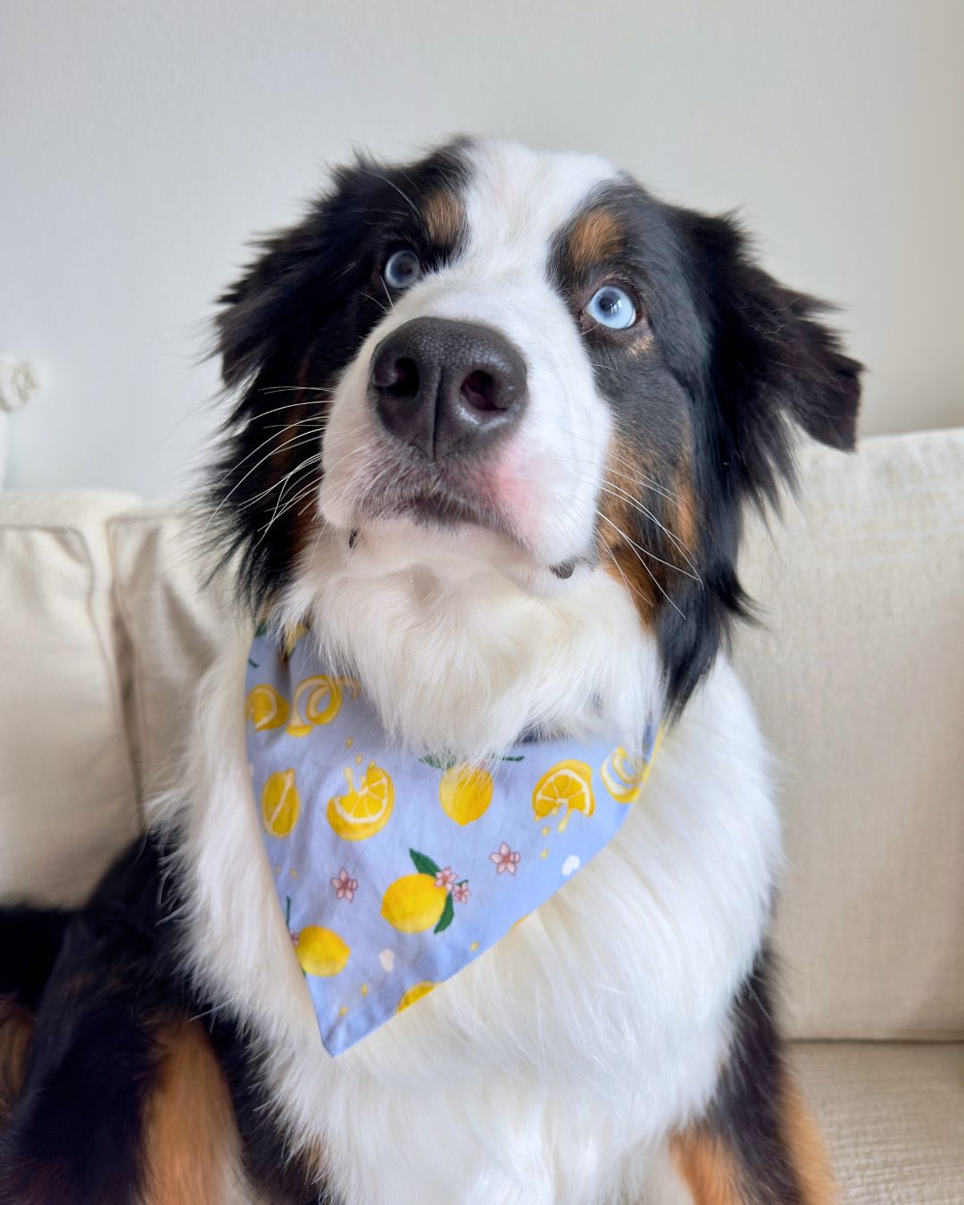 Tudo Beleza Lemon Pet Bandana - Stripped
