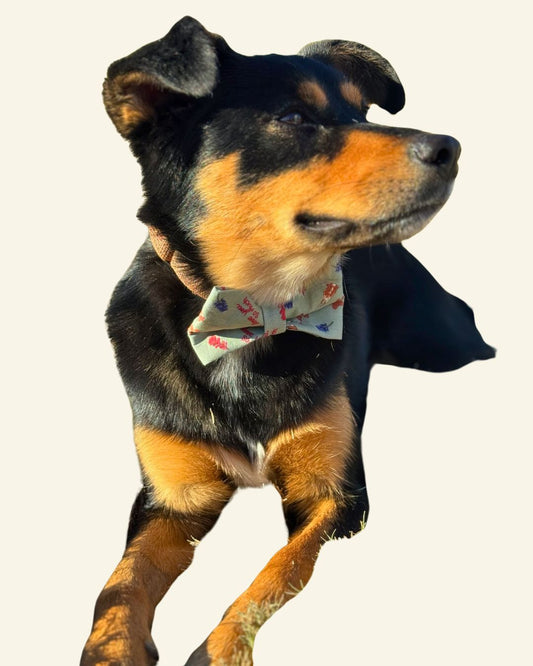 Pawstin Bows - Sailor and Regular