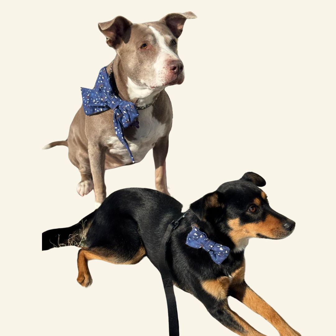 I Hope You Sleigh Bows - Sailor and Regular