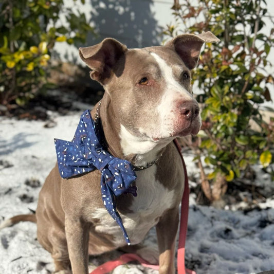 I Hope You Sleigh Bows - Sailor Bows - Lady Bows