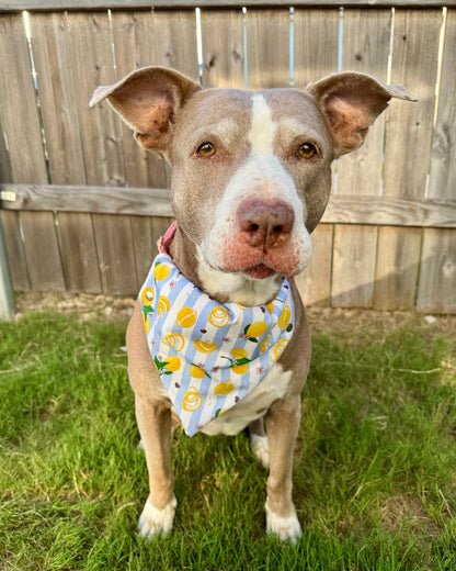 Tudo Beleza Lemon Pet Bandana - Stripped