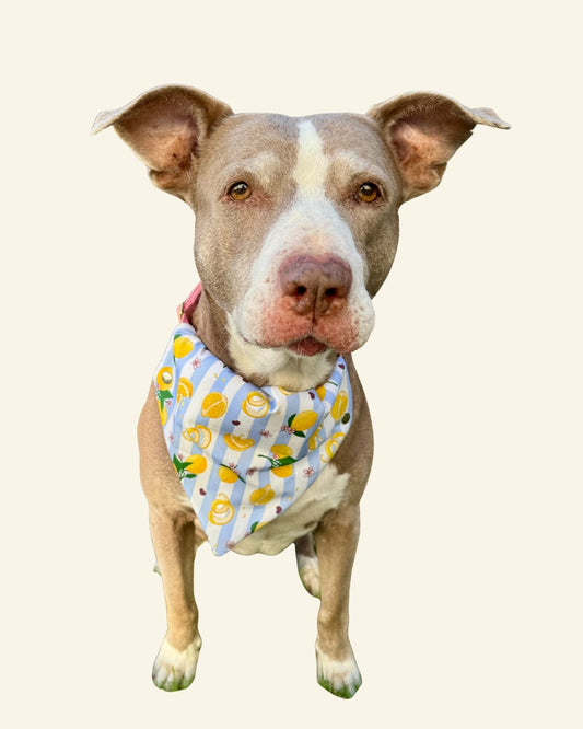 Tudo Beleza Lemon Pet Bandana - Stripped