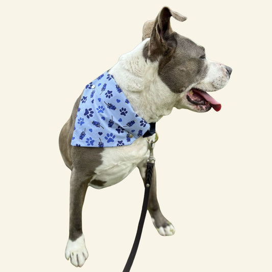 Texas Bluebonnet Love - Pet Bandanas