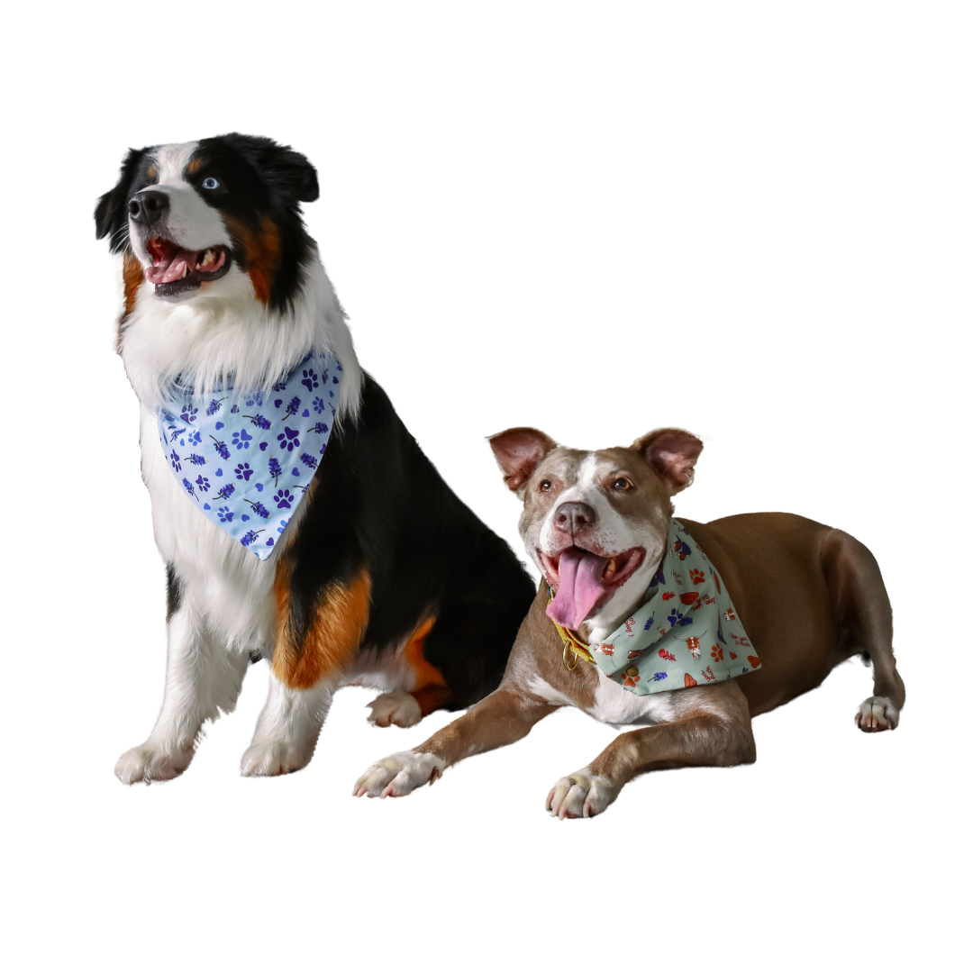 Pawstin, Texas - Pet Bandanas