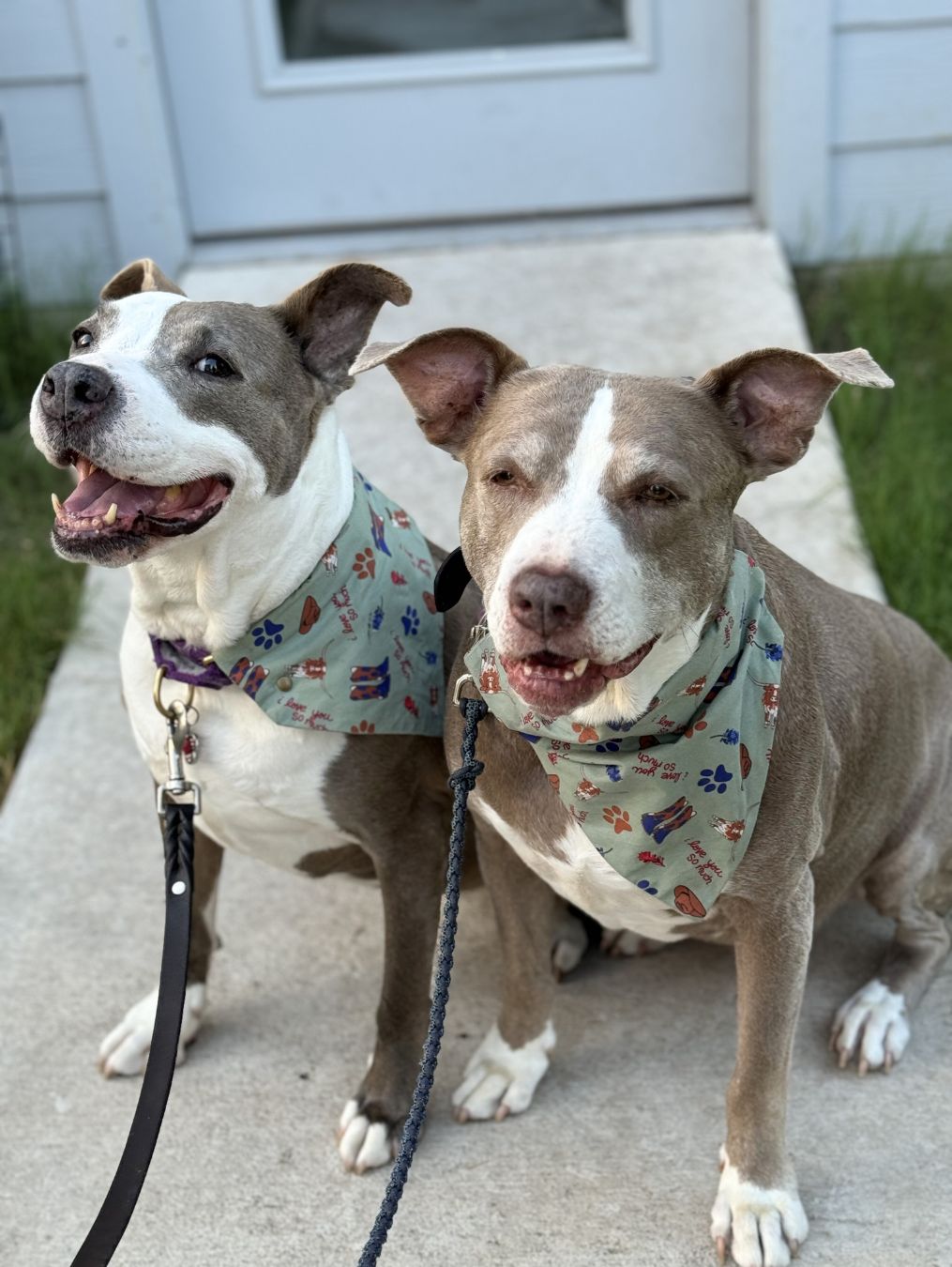 i Love You So Much Pawstin - Pet Bandanas